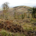 Lesy zničené suchem a kůrovcem- Stříbrná u Janova
